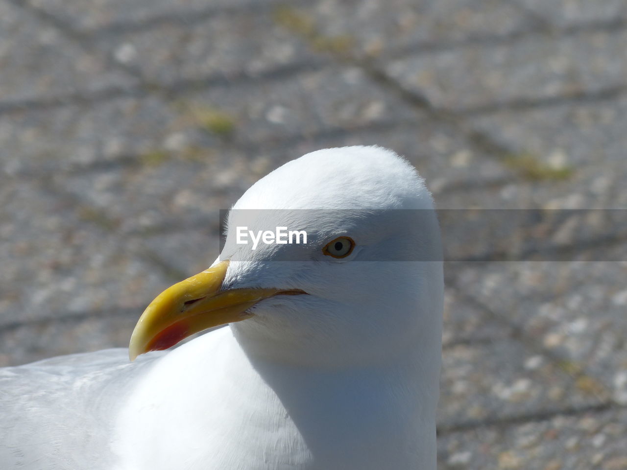 CLOSE-UP OF DUCK