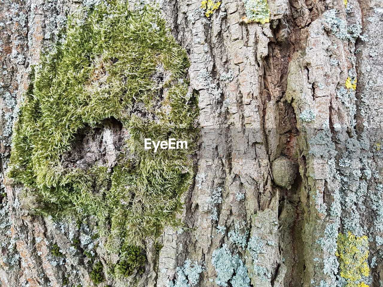 CLOSE-UP OF TREE TRUNK WITH MOSS