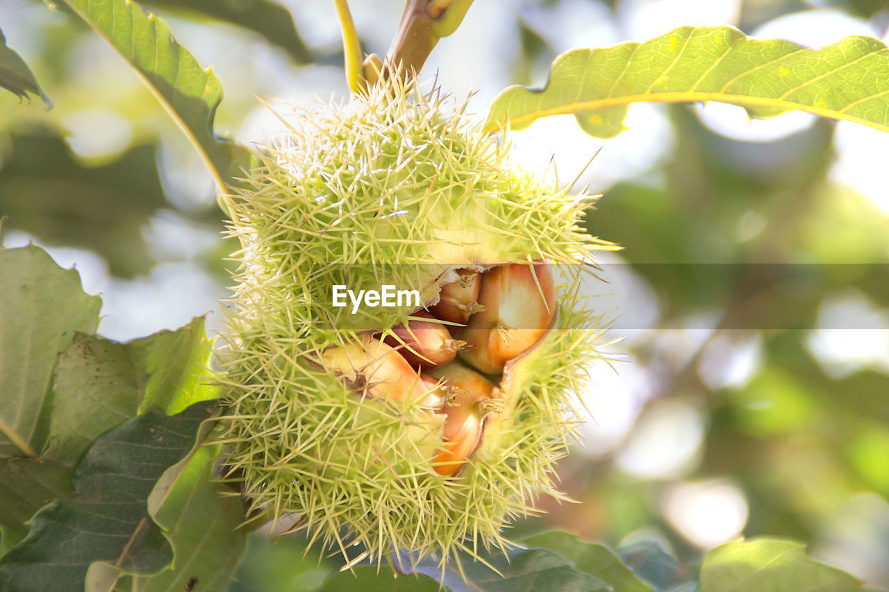 Close-up of fruit growing on tree