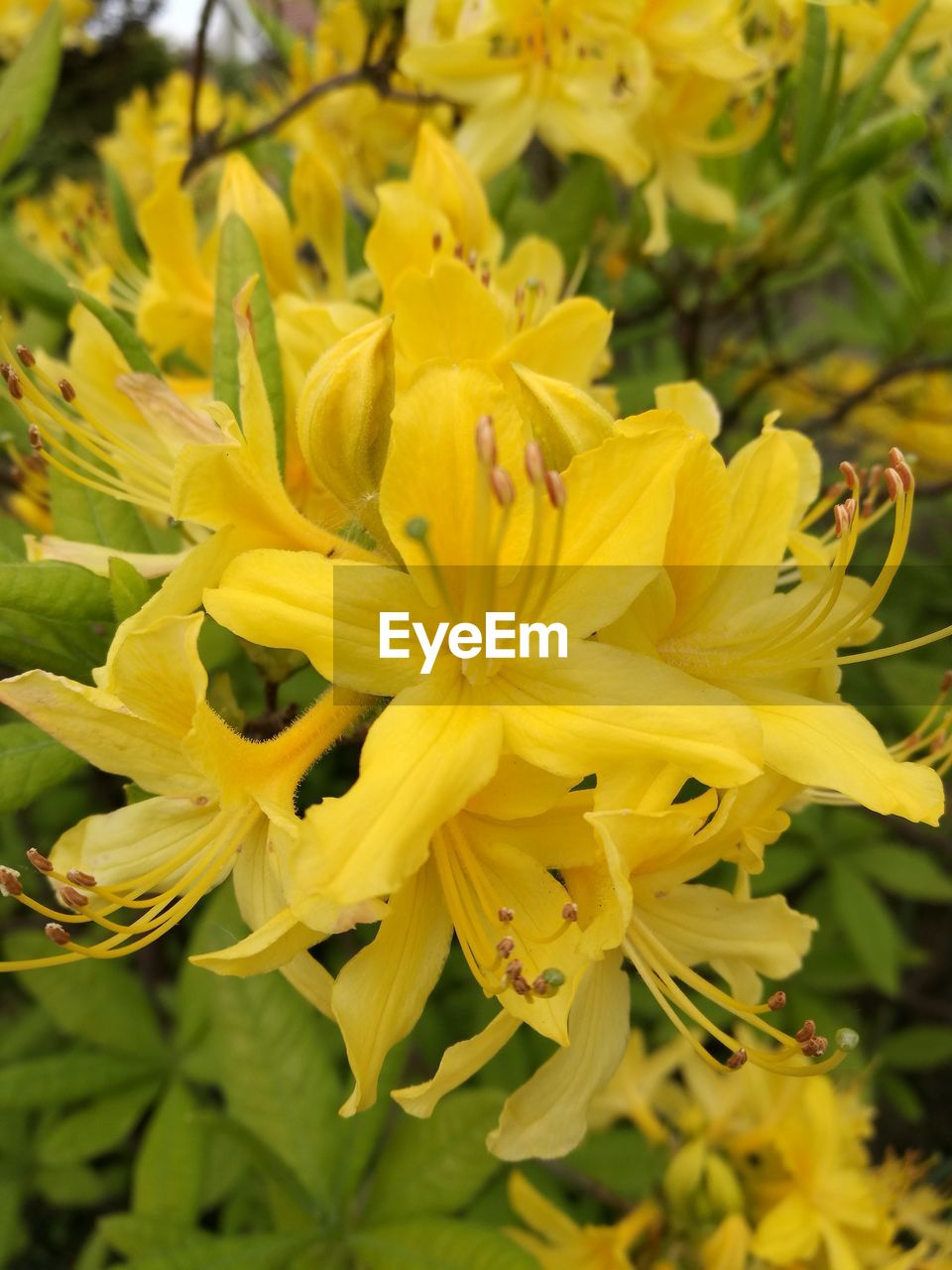 CLOSE-UP OF YELLOW FLOWER BLOOMING OUTDOORS