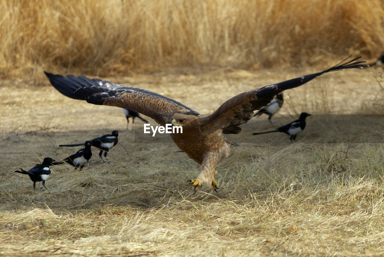 FLOCK OF BIRDS FLYING OVER FIELD