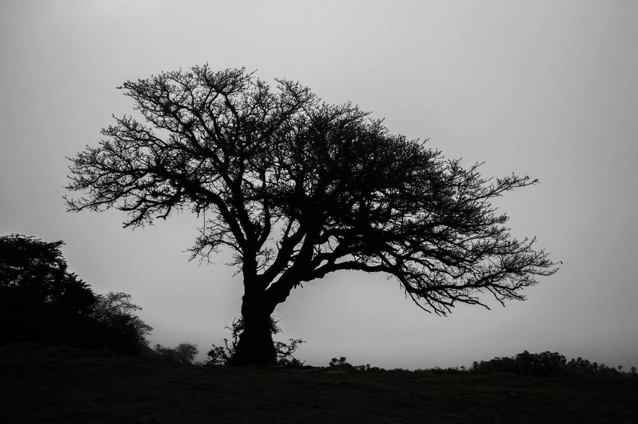 Tree on landscape against sky