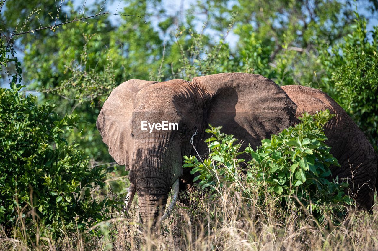 FULL LENGTH OF ELEPHANT IN FOREST