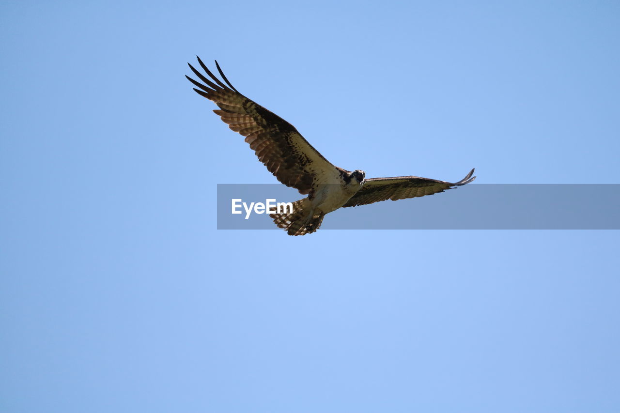 animals in the wild, vertebrate, animal wildlife, animal themes, spread wings, bird, animal, one animal, flying, sky, low angle view, clear sky, bird of prey, mid-air, blue, copy space, no people, day, nature, motion, outdoors, eagle, eagle - bird, falcon - bird