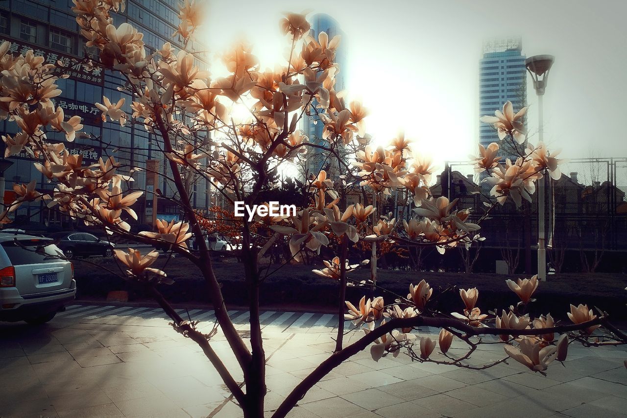 TREES BY STREET AGAINST SKY IN CITY