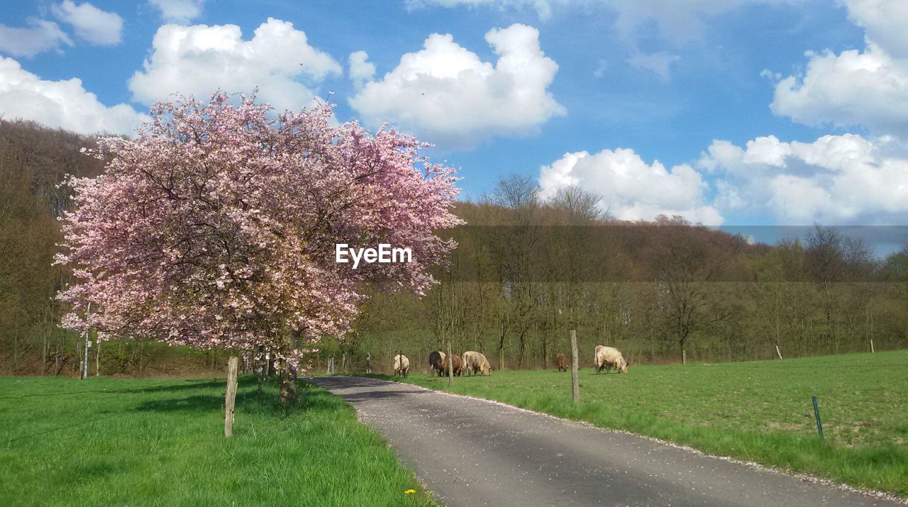 Animals grazing on field against sky