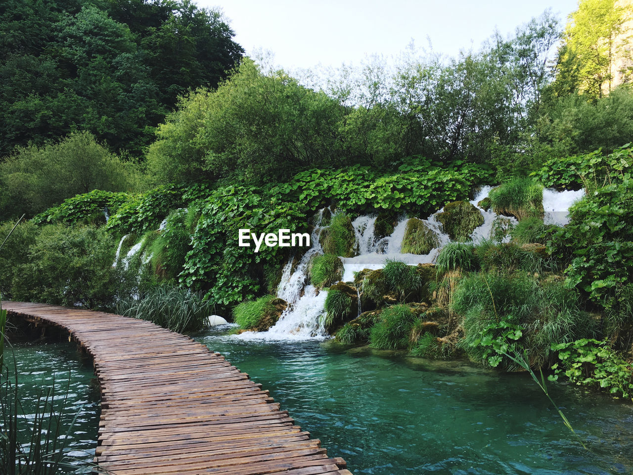 SCENIC VIEW OF LAKE IN FOREST