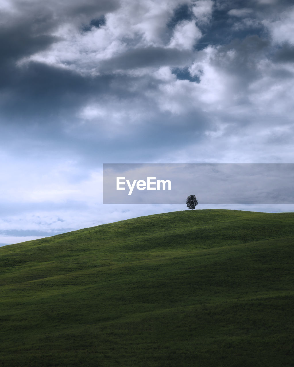 Lone tree on a hill