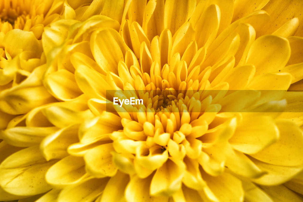 CLOSE-UP OF YELLOW ROSE FLOWER