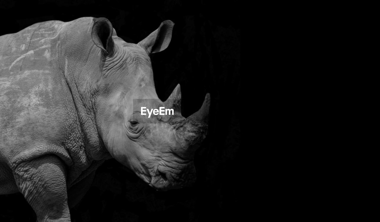 Dangerous rhino closeup face in the black background