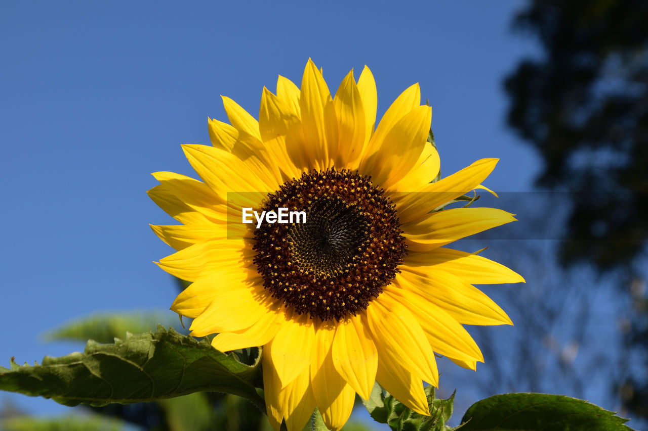 Low angle view of sunflower against sky