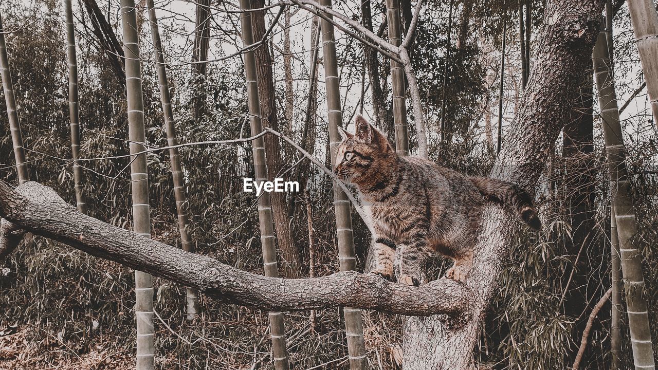 View of a cat on tree trunk