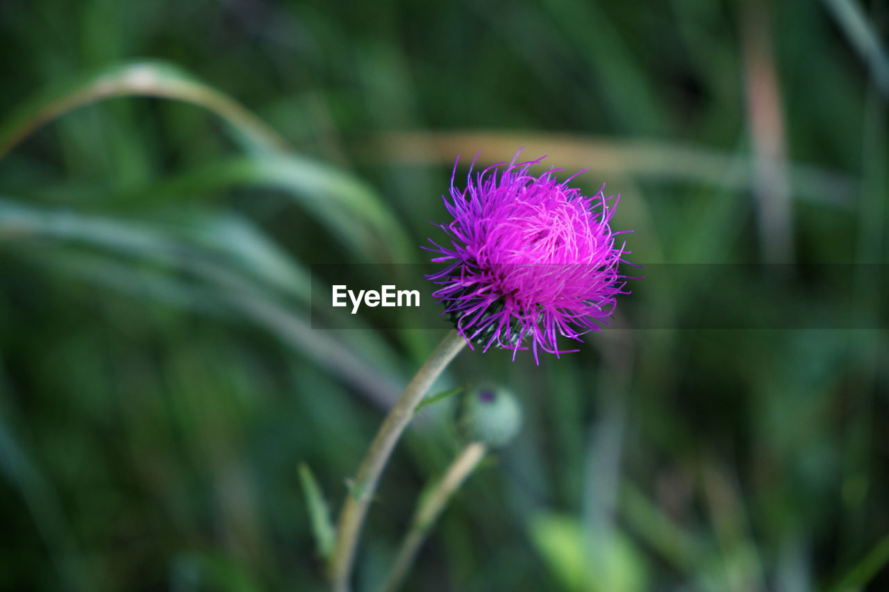 CLOSE-UP OF THISTLE FLOWER