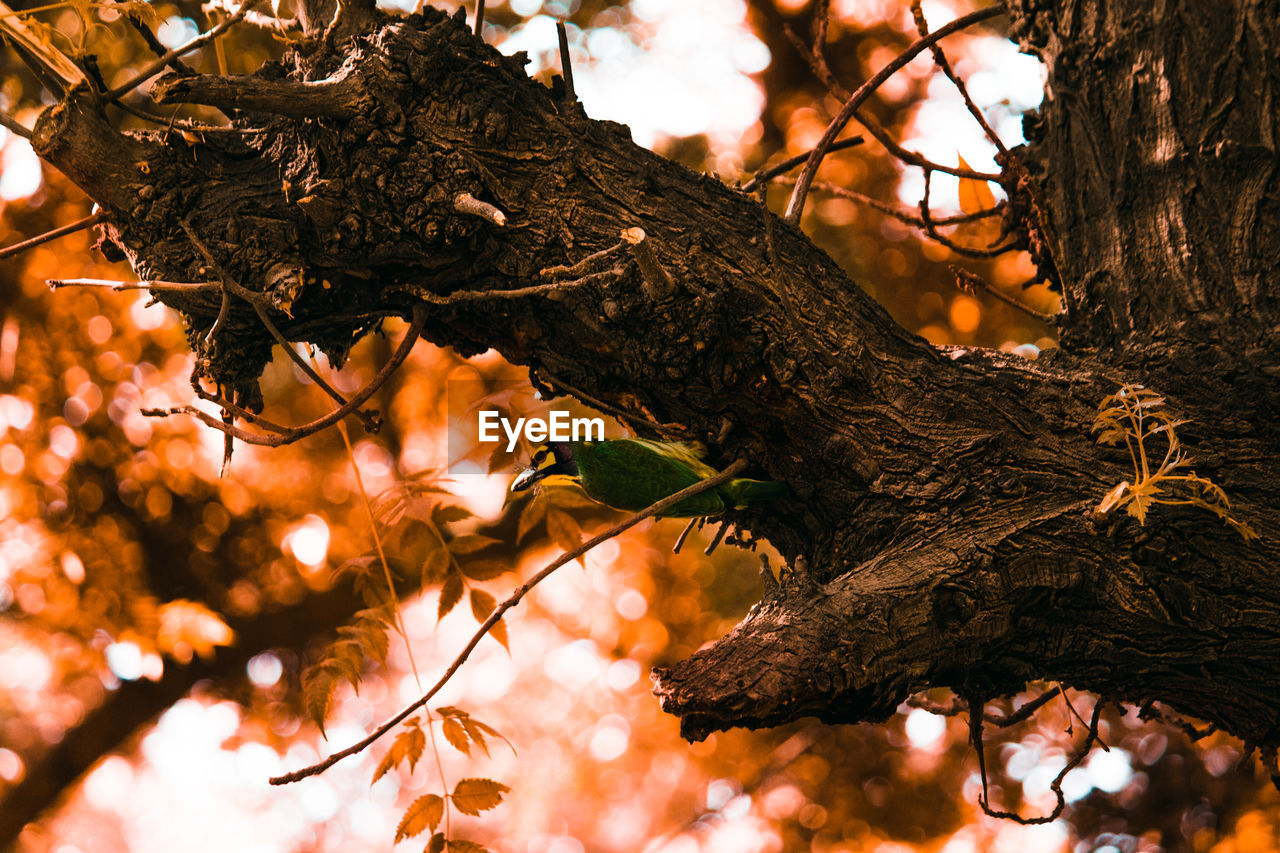 Low angle view of bird perching on tree trunk