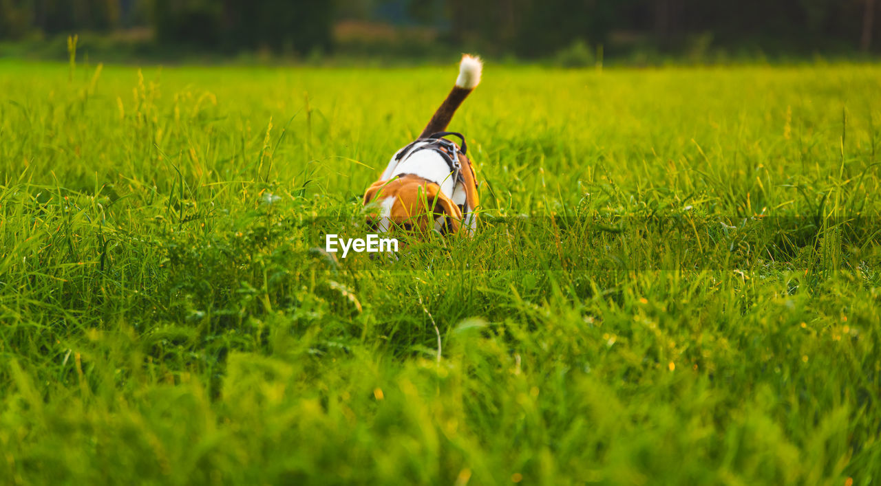 SIDE VIEW OF DOG ON LAND