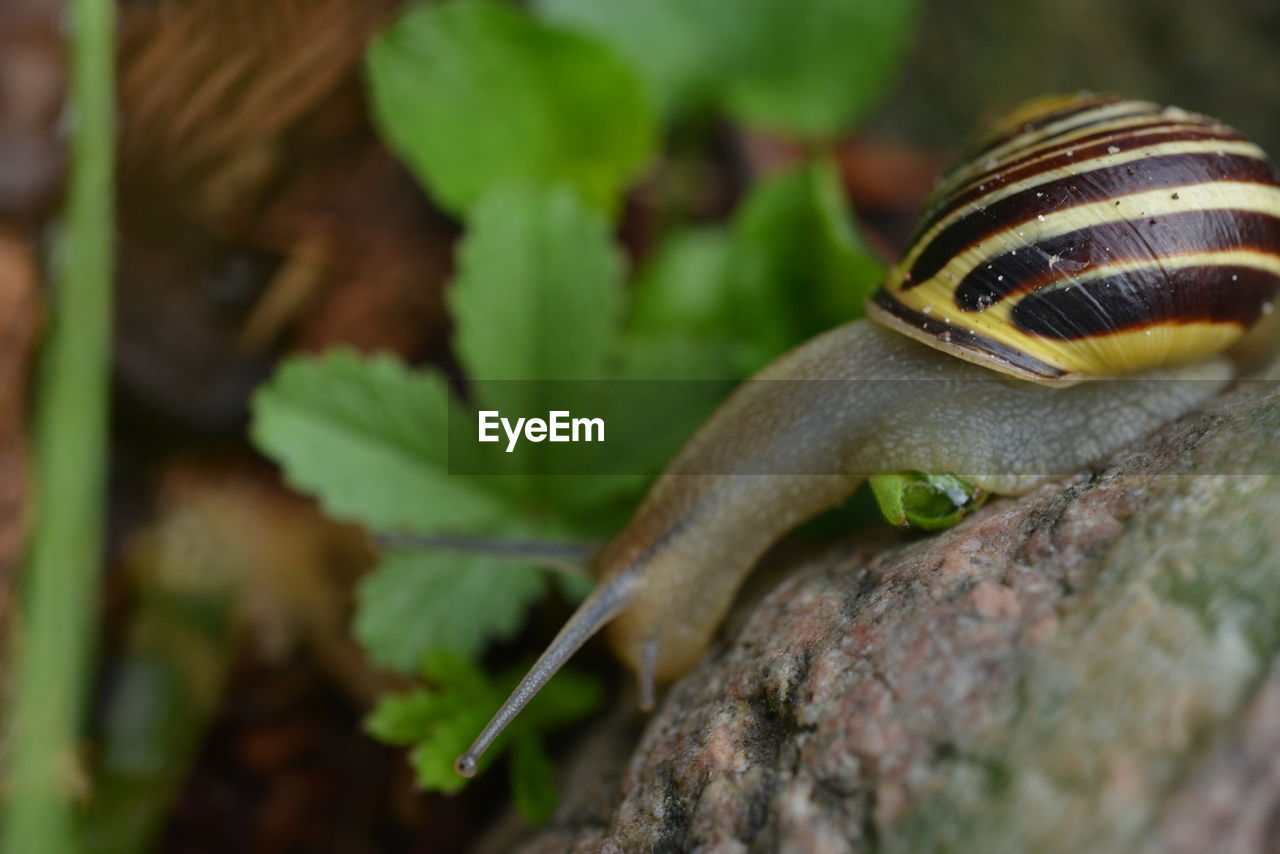 close-up of snail on plant