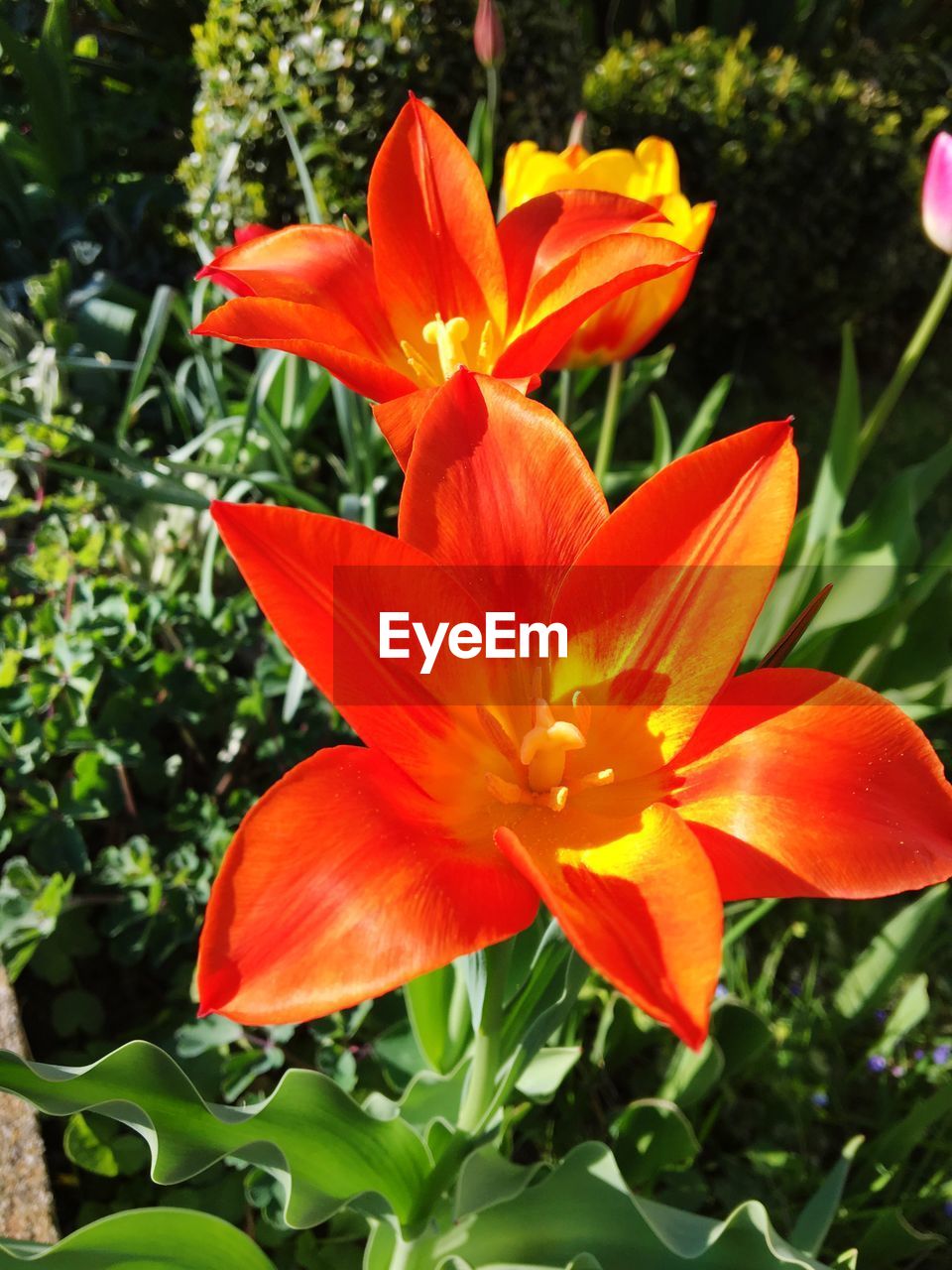 CLOSE-UP OF ORANGE DAY LILY BLOOMING IN PARK