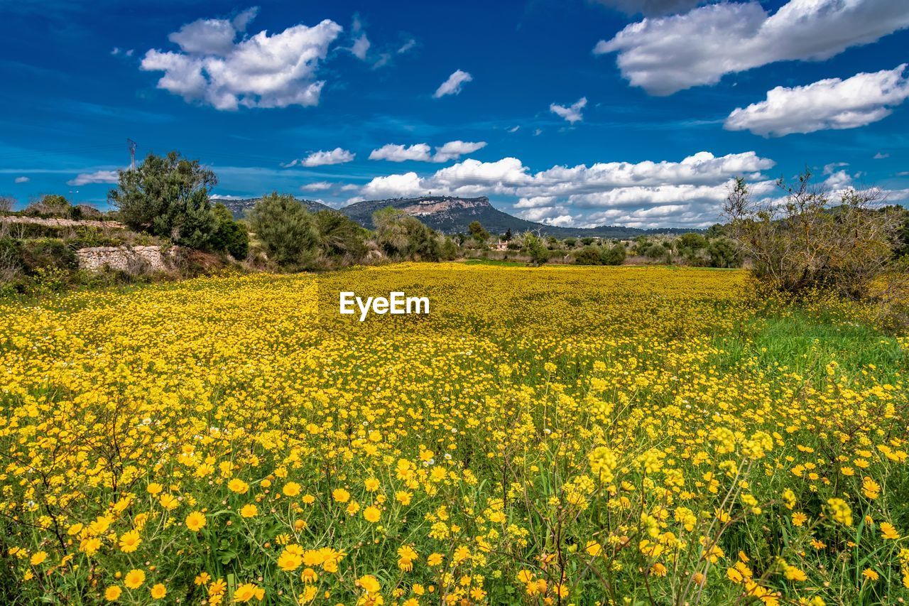 Scenic view of oilseed rape field against sky