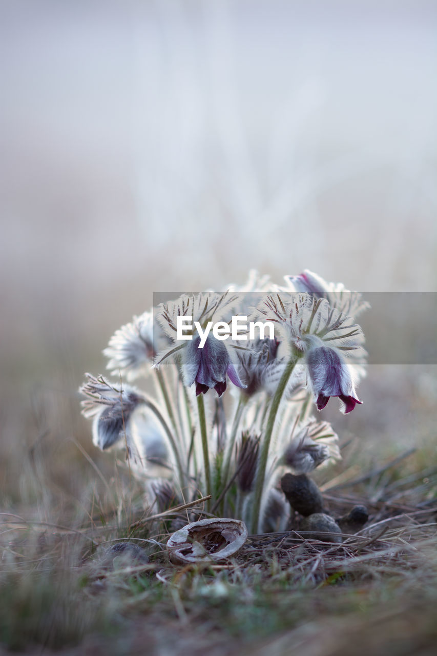 CLOSE-UP OF PURPLE FLOWER ON LAND