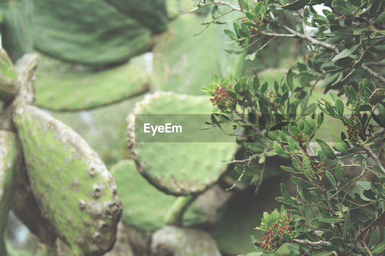 CLOSE-UP OF SUCCULENT PLANTS