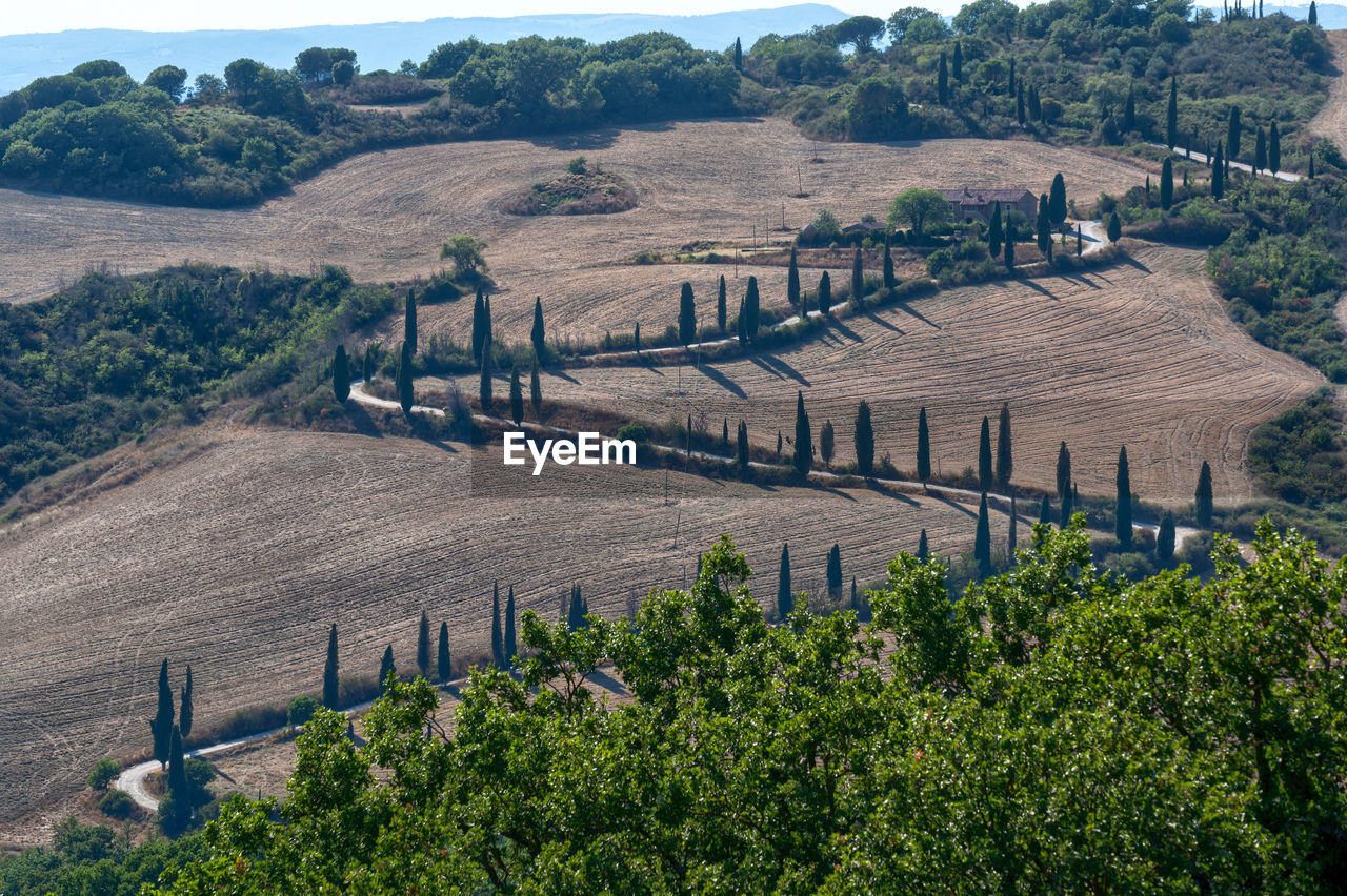 HIGH ANGLE VIEW OF VINEYARD AND TREES