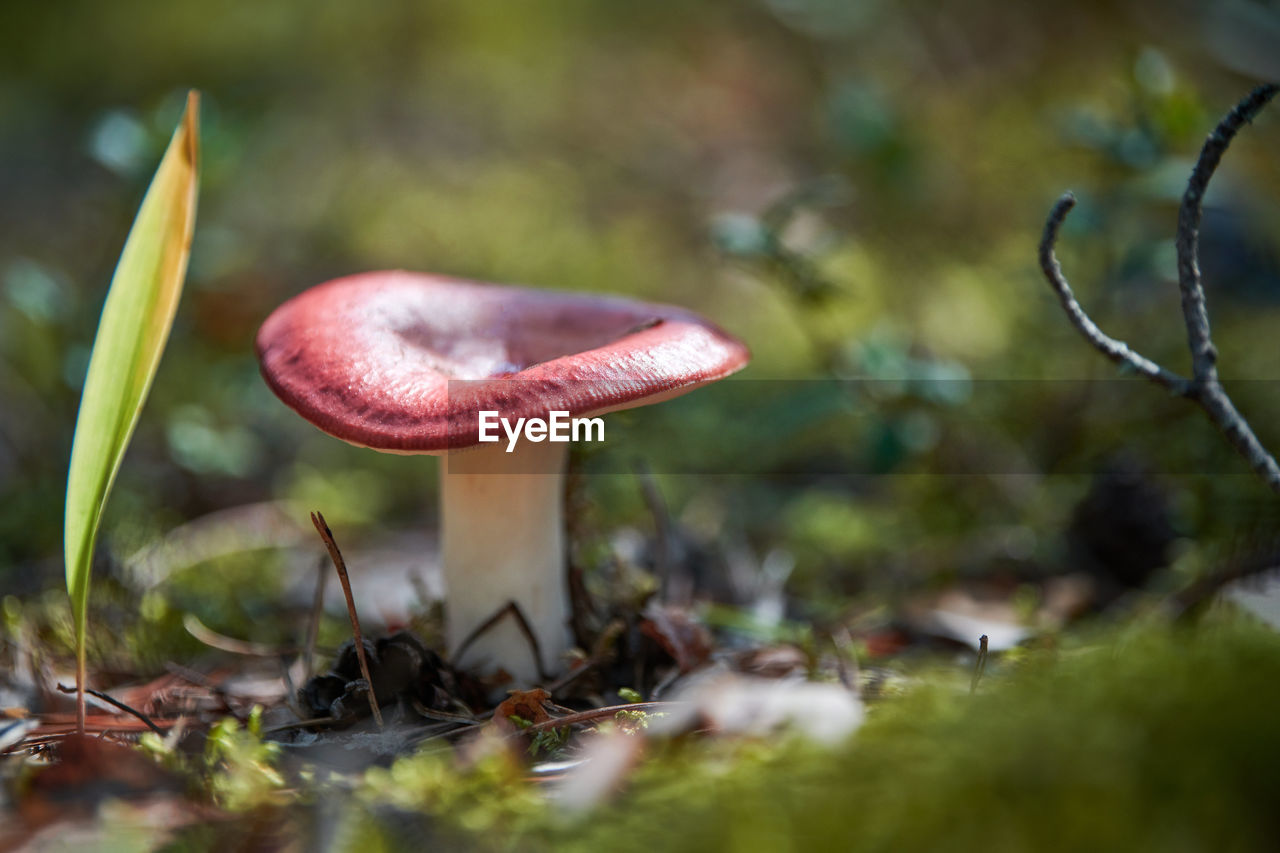 Close-up of mushroom growing on land