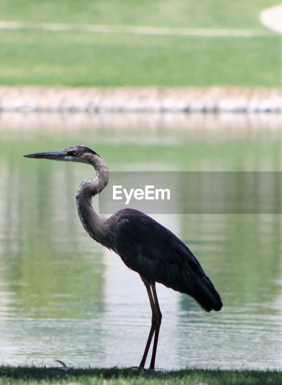 Side view of a bird on a lake
