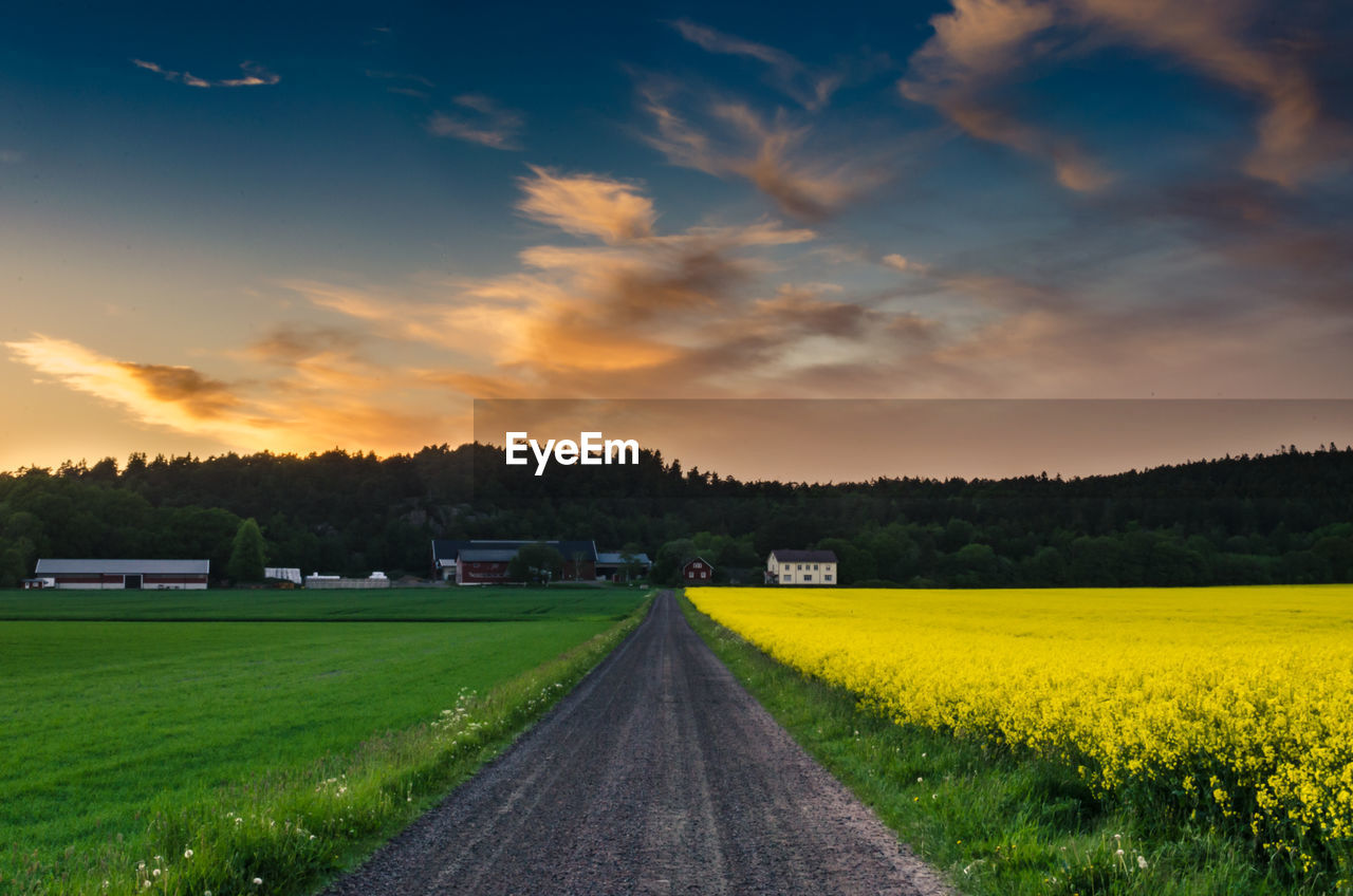 EMPTY ROAD AMIDST TREES AGAINST SKY