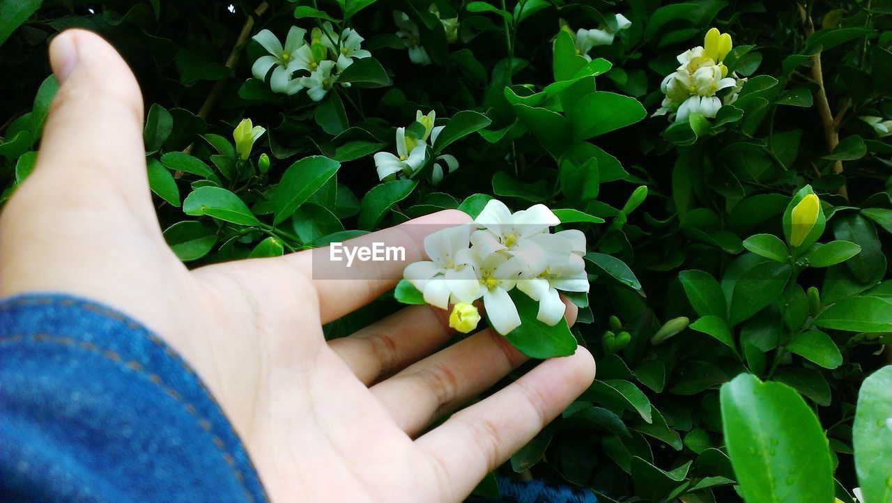 CLOSE-UP OF WOMAN HOLDING FLOWERS