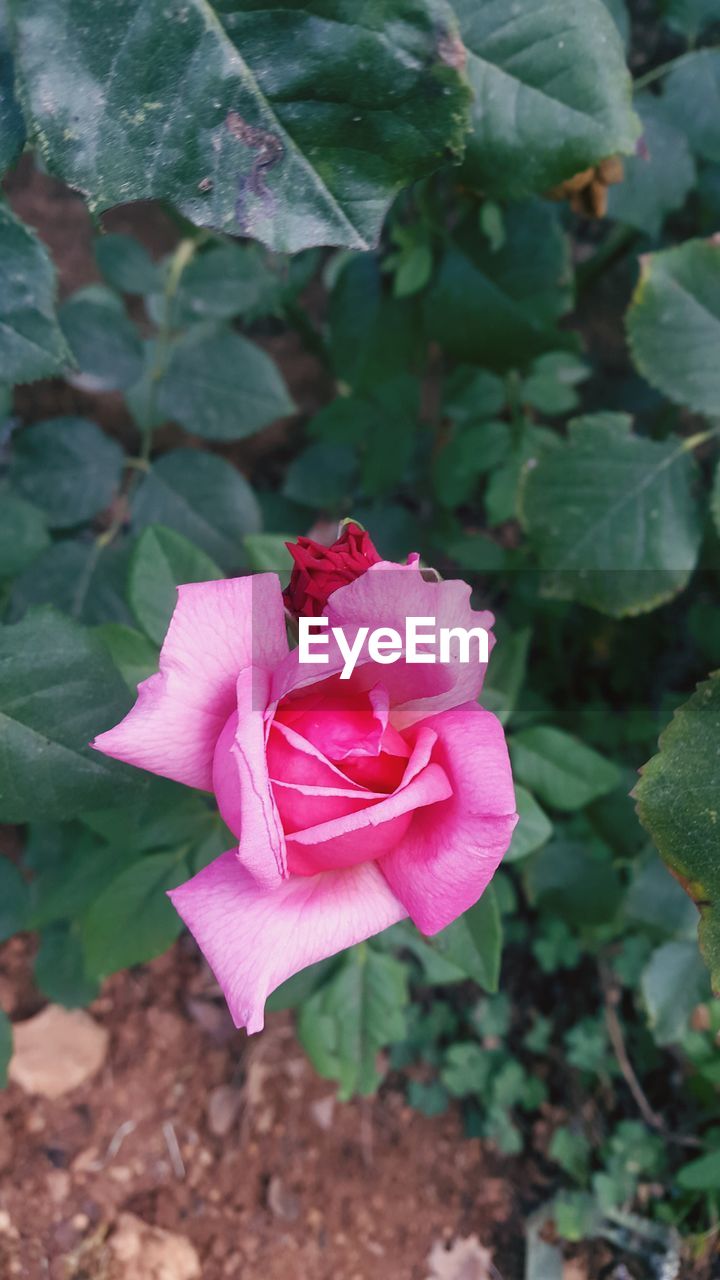 CLOSE-UP OF PINK FLOWER BLOOMING OUTDOORS