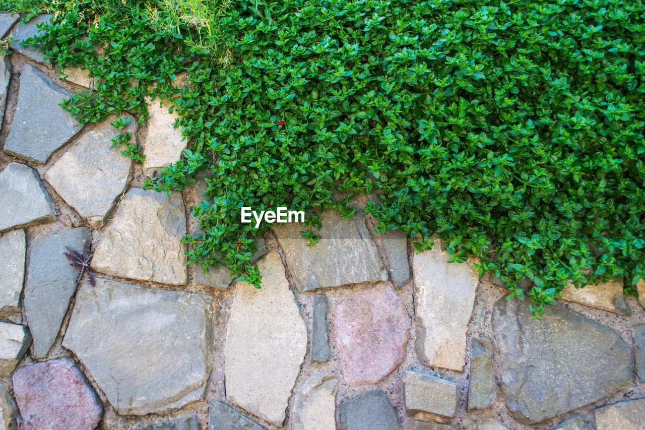 Close-up of ivy growing on tree