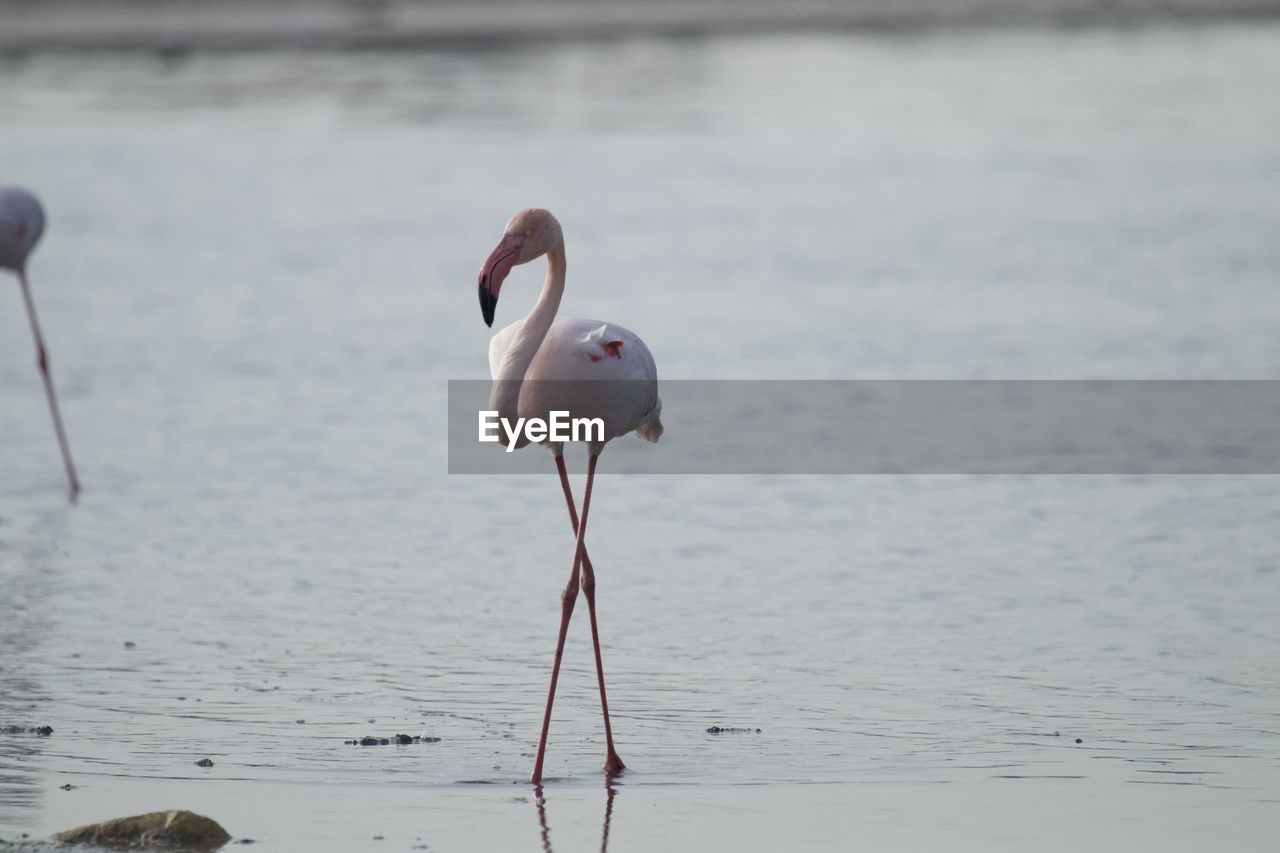 animal themes, animal, animal wildlife, water, bird, wildlife, flamingo, water bird, nature, sea, group of animals, no people, focus on foreground, beak, day, animal body part, beauty in nature, beach, travel destinations, outdoors, pink, two animals, reflection, full length