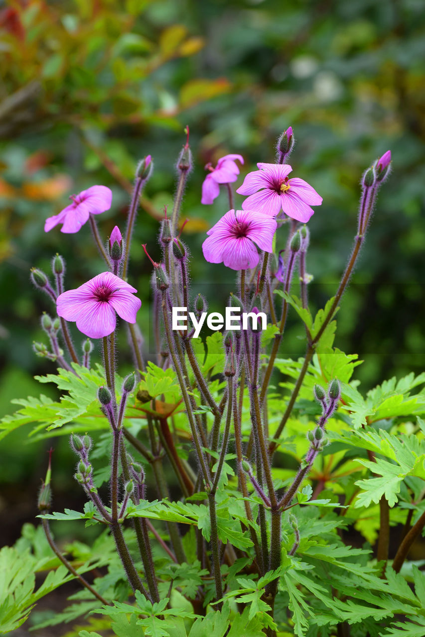 CLOSE-UP OF PINK FLOWERING PLANTS IN SUNLIGHT