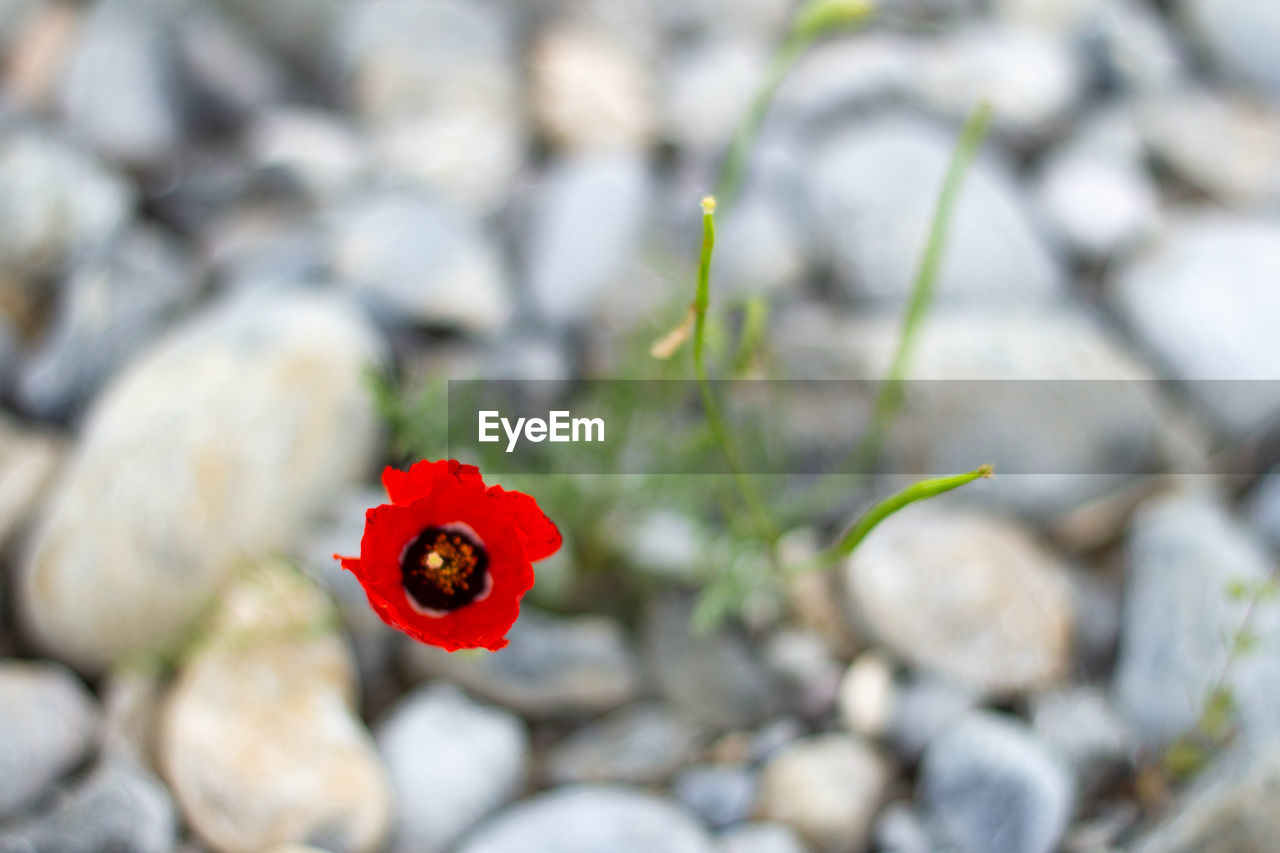 CLOSE-UP OF RED POPPY FLOWERS