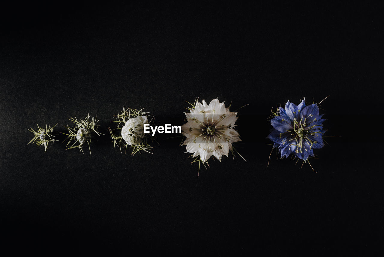 CLOSE-UP OF WHITE FLOWERING PLANT AGAINST BLACK BACKGROUND