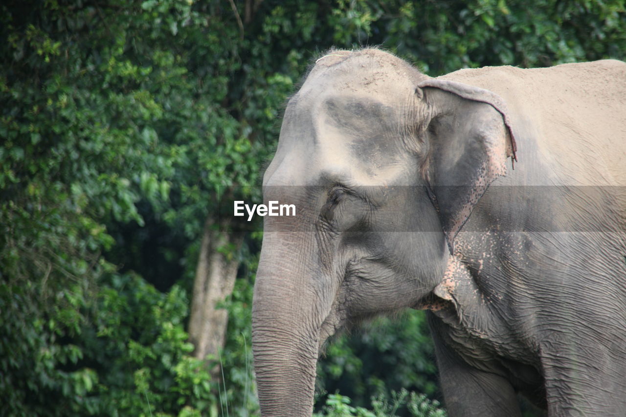 Close-up of elephant