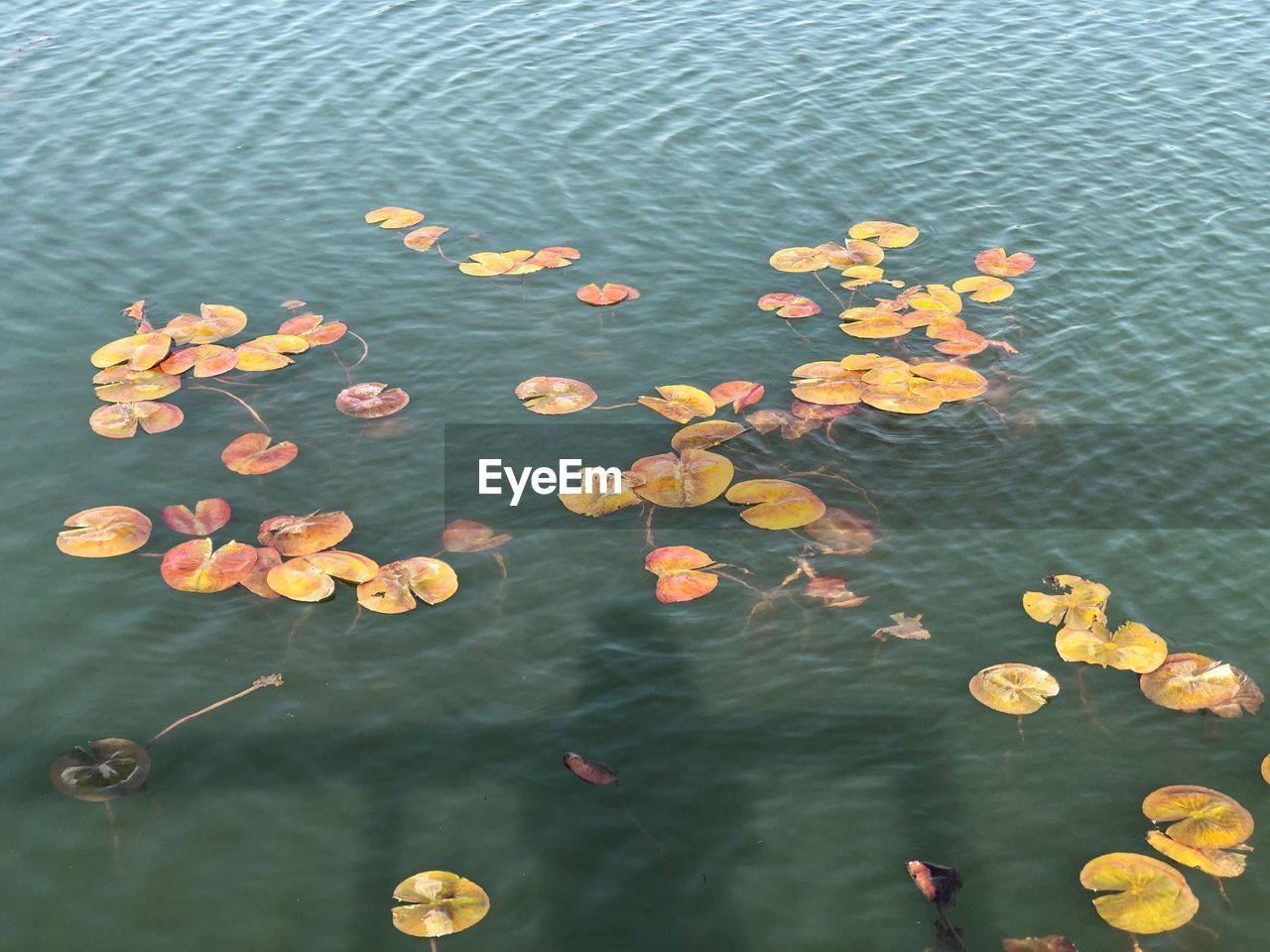 High angle view of lotus floating on water