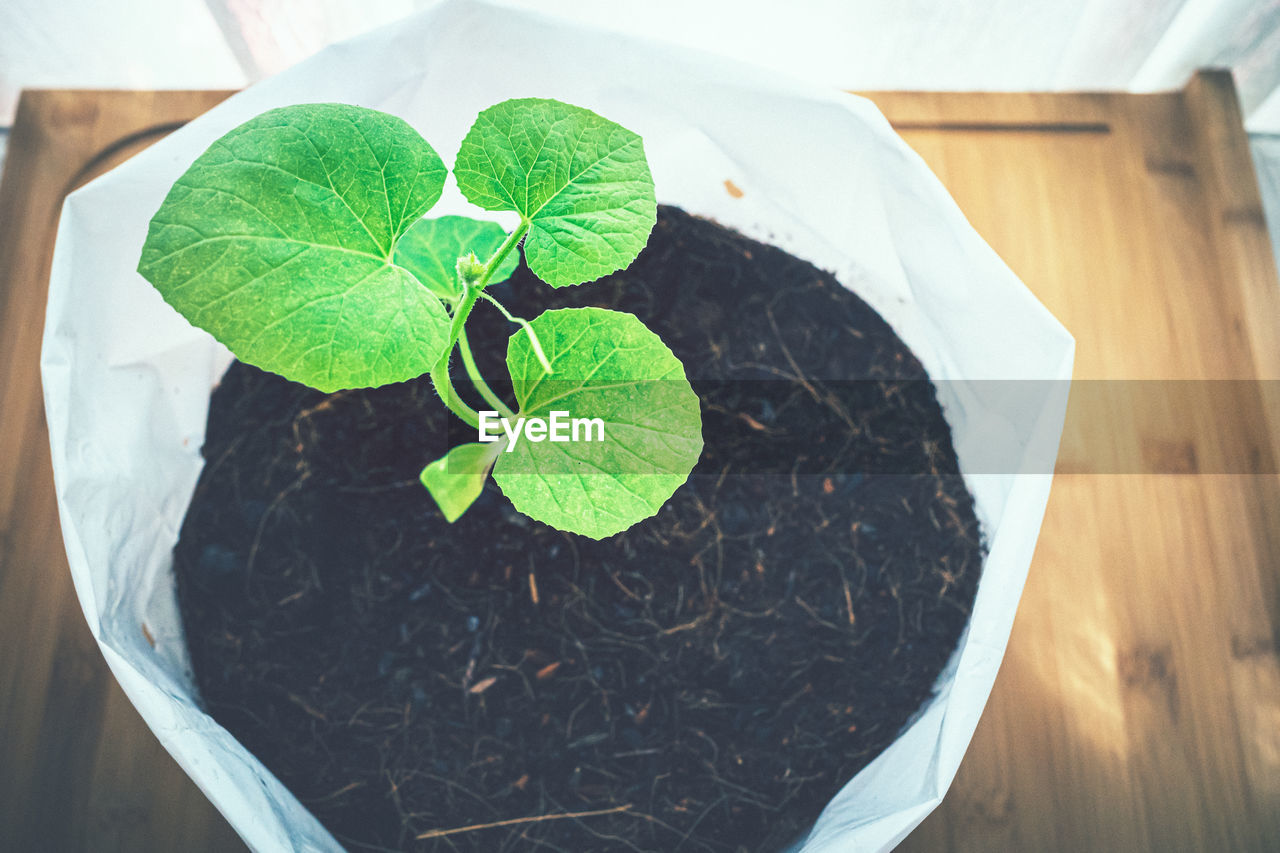 HIGH ANGLE VIEW OF POTTED PLANT GROWING IN POT