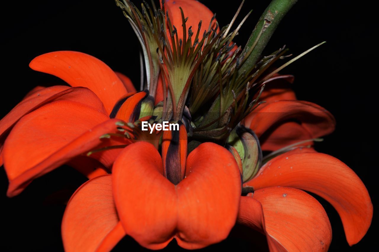 Close-up of red flowers blooming at night