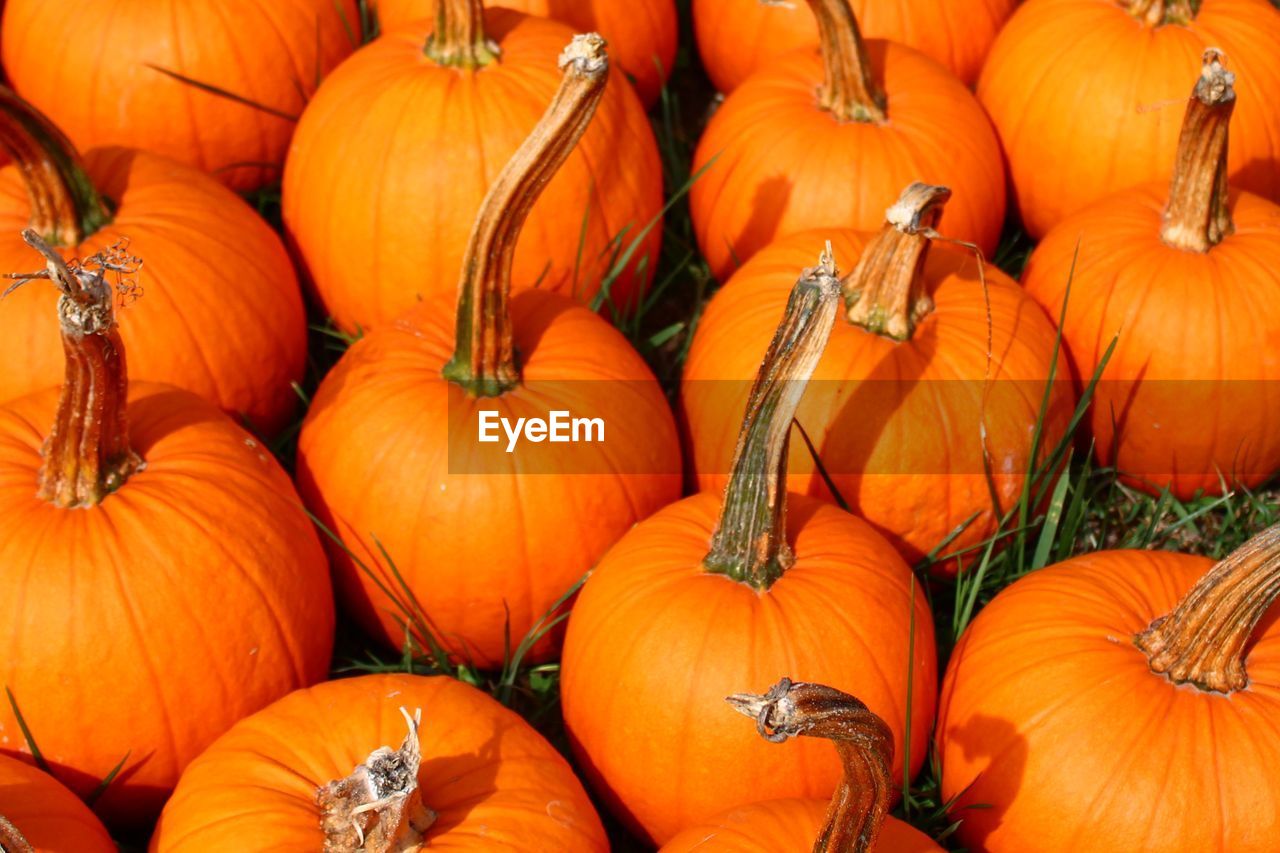 Many halloween pumpkins in the meadow