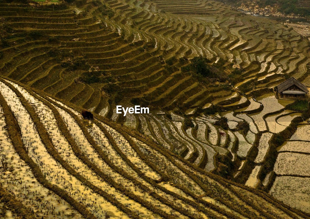 High angle view of agricultural field