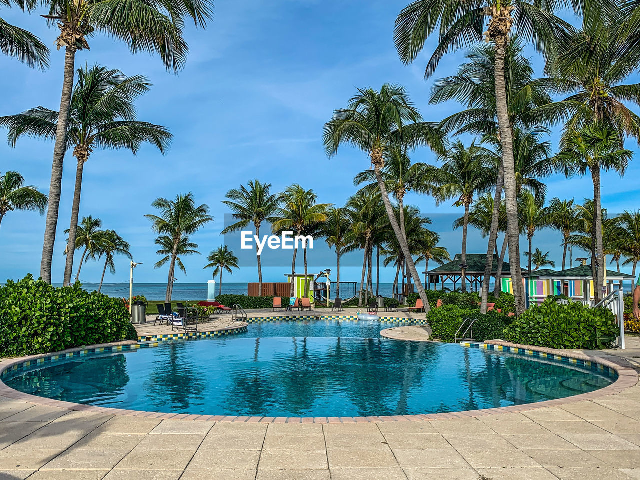 Palm trees by a swimming pool