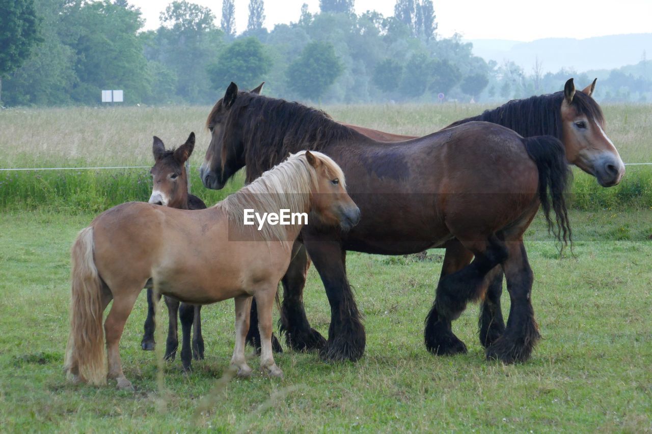 Horses with foals on grassy field