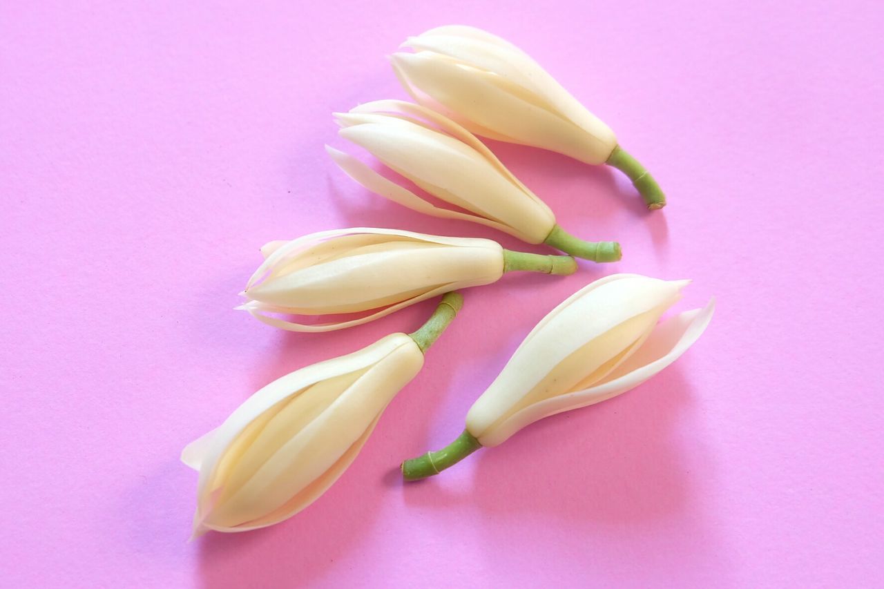 CLOSE-UP OF PINK FLOWERS