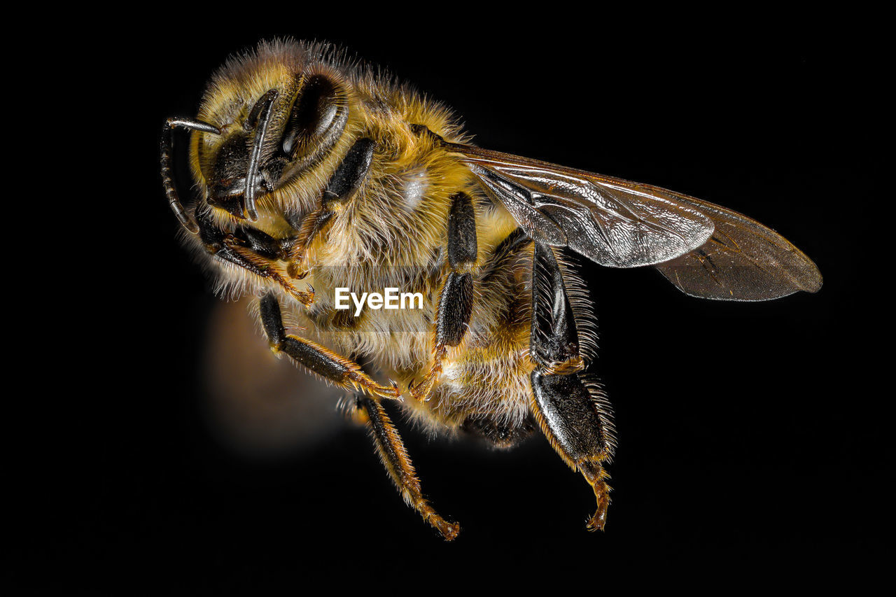 Close-up of insect against black background