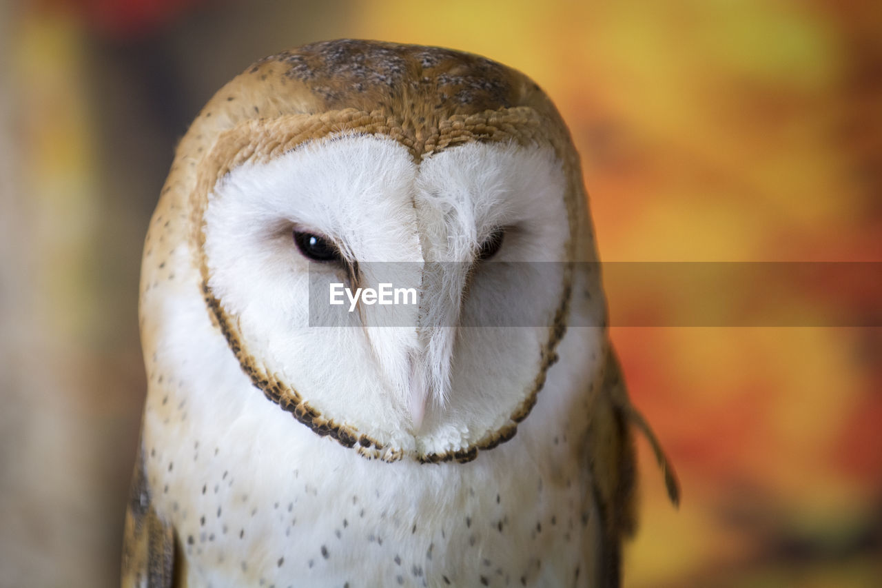 Close-up portrait of a barn owl