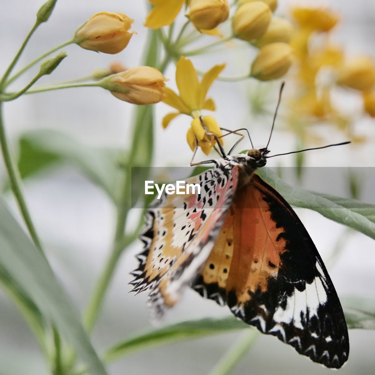 BUTTERFLY ON FLOWER