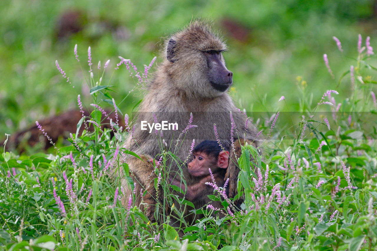 animal wildlife, animal themes, animal, mammal, wildlife, primate, monkey, old world monkey, baboon, plant, macaque, grass, nature, group of animals, no people, young animal, safari, travel destinations, two animals, tourism, sitting, outdoors, ape, animal family, travel, environment, wildlife reserve, environmental conservation