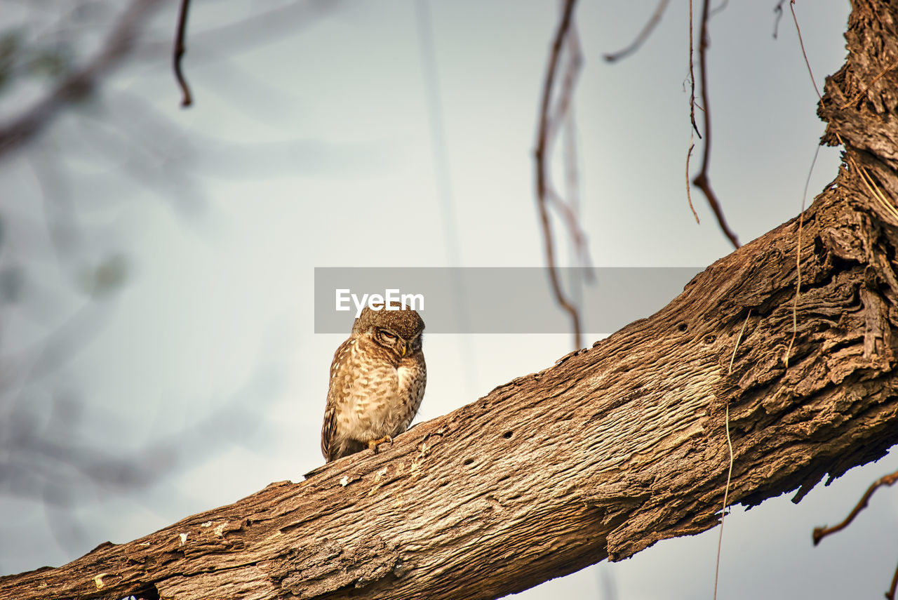 Low angle view of spotted owlet in a national park