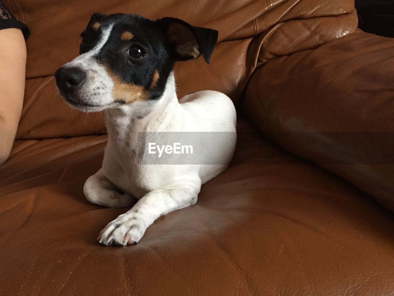 CLOSE-UP OF DOG RELAXING ON SOFA AT HOME